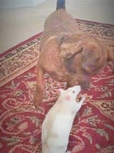 nigger rat