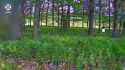 Trying to blend in as a tree didn’t work out — pilots from the Phoenix unit are skilled at spotting Russian forces hiding in the treelines of Kharkiv 29-06-2025 HD_thumb.jpg