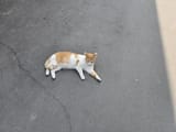 kot who said meow