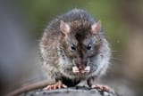 roof-rat