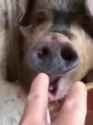 1741478830332240_thumb.jpg