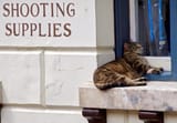 mewnitions