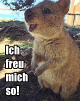 apprehensive rodent