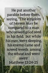matthew 13;25-26, weeds in the wheat