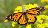 30730637487-monarch-danaus-plexippus
