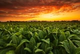 tobacco