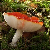 600px-Amanita_muscaria_in_Wareham_Forest_-_Dorset