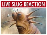 Live-Slug-Reaction