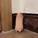 1661551177552522_thumb.jpg