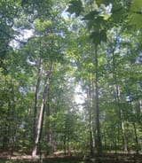 Appa Forest Life
