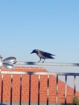 IMG_20250630_182228