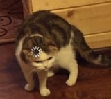 catto loading