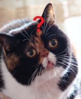 huh-question-cat