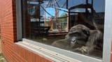 This gorilla looks on as his ice-cold food is being prepared outside