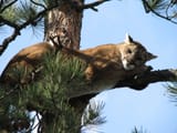 sleeping_kitty