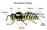 wasp anatomy