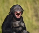 nig_laughing