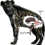 Drawing-of-a-pregnant-female-spotted-hyena-with-a-fetus-in-a-uterine-horn-A-segment-of_Q640-1943358497