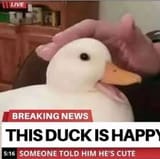 this-duck-is-happy