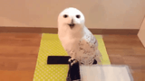 birb laffin