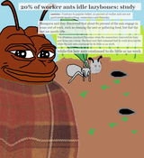 neet_ant2