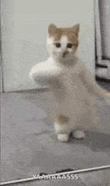 catdance5
