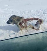 frozen_doggo
