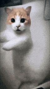 catdance6