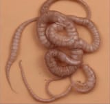 Crypto Parasite