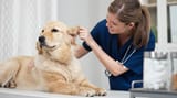 veterinary-technician