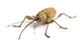 weevil-shutterstock_749333035w