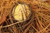 800px-Yellow_Fly-Agaric_(2043660088)