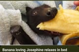 batbanana