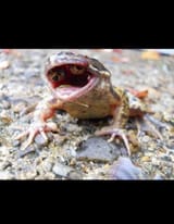 RealPepe
