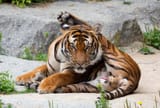 beautiful-tiger-cleaning-itself-42070194-78063525