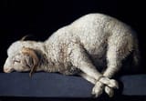 GIRARD_goat