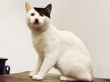 i-dont-know-what-the-deal-is-with-cats-either-looking-like-kitler