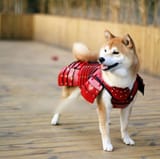 shiba-in-samurai-armor