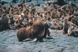 Callorhinus_ursinus_and_harem