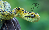 snekquestion