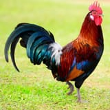 Roosters-min