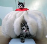 nicocado-kitten