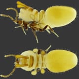Termite Beetle
