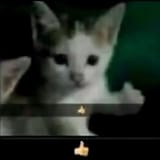 thumbs cat