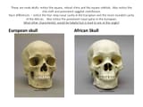 skulls - race differences