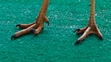 a_close_up_of_a_seriemas_feet_photo_credit_steve_martin_natural_encounters_inc._websize