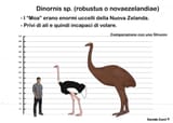 moa_size_comparison_by_mrdavidcartoon_d6cjezv-fullview