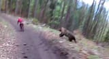 Grizzly chases man on bicycle