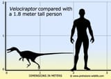 velociraptor-size