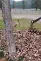 Deer playing in leaves_thumb.jpg
